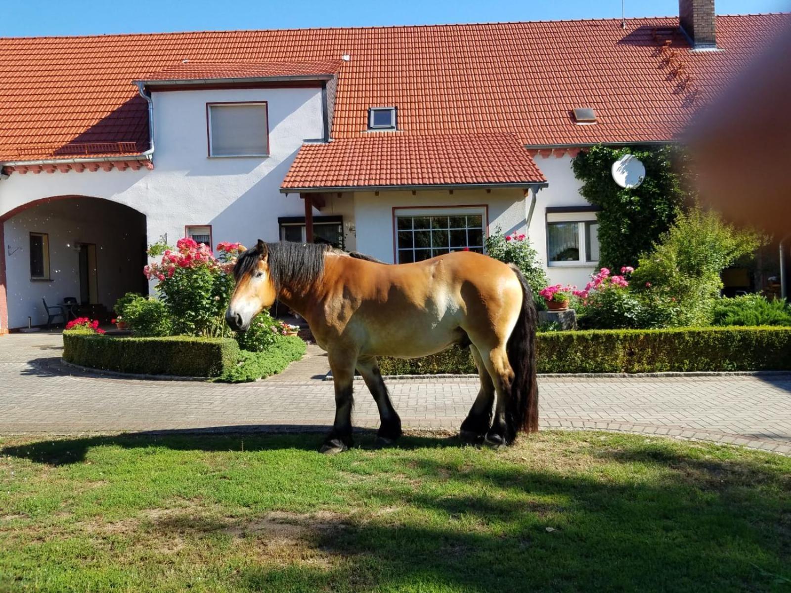 Top-Moderne Ferienwohnung Und Apartments Auf Frueherem Wunderschoenen Bauernhof Im Elbe-Elster-Kreis In Brandenburg Bei Herzberg-Elster, Schoenewalde, Holzdorf Eksteriør billede